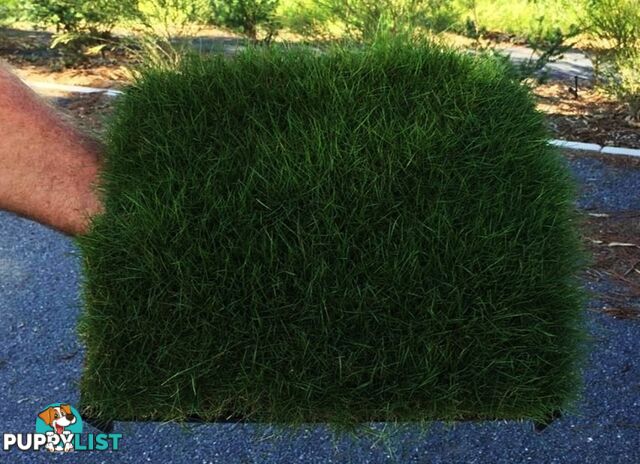 Trays of Zoysia Tenuifolia $49.00 Free Courier Tracked Delivery.