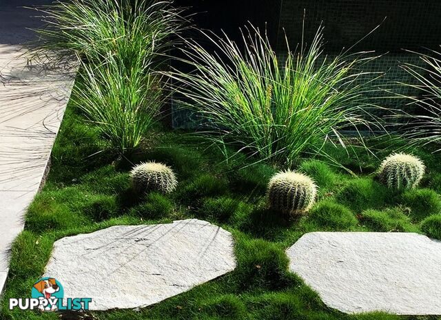 Trays of Zoysia Tenuifolia $49.00 Free Courier Tracked Delivery.