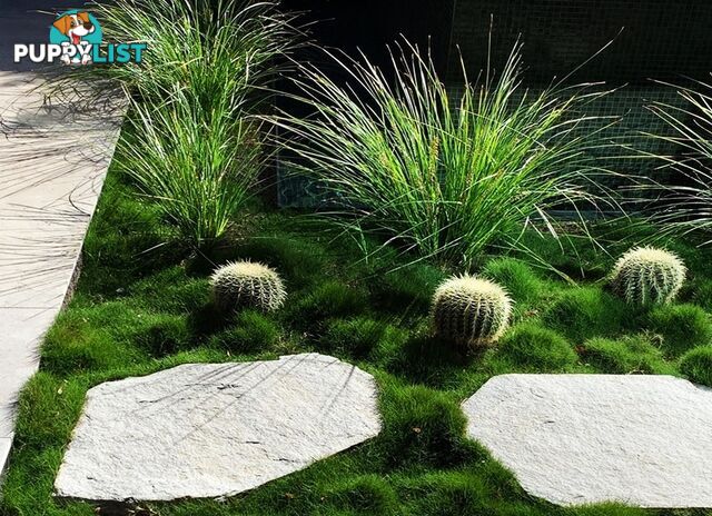 Slabs Of Zoysia Tenuifolia 350mm X 295mm Free Courier Delivery $68.00