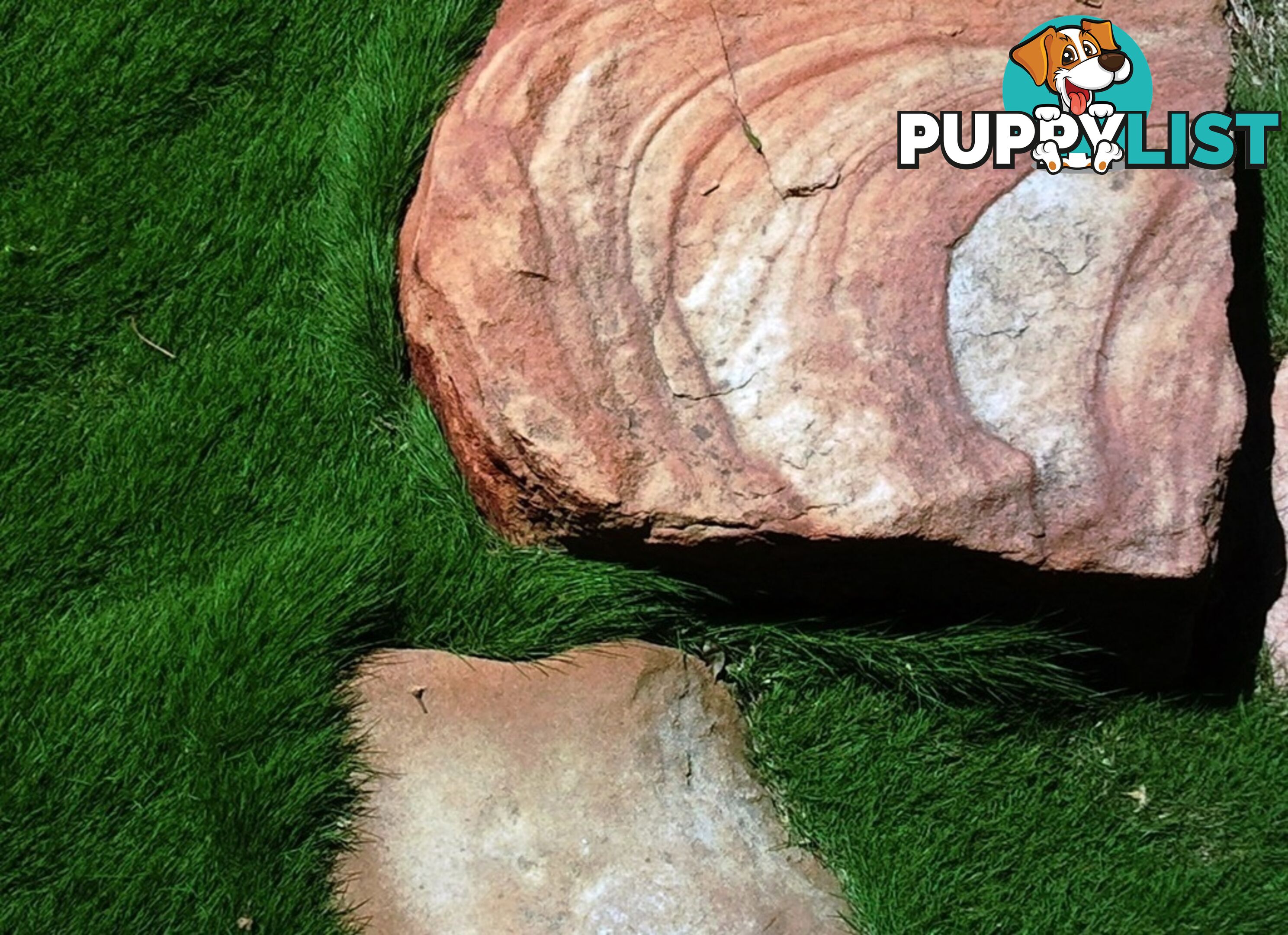 Slabs Of Zoysia Tenuifolia 350mm X 295mm Free Courier Delivery $68.00