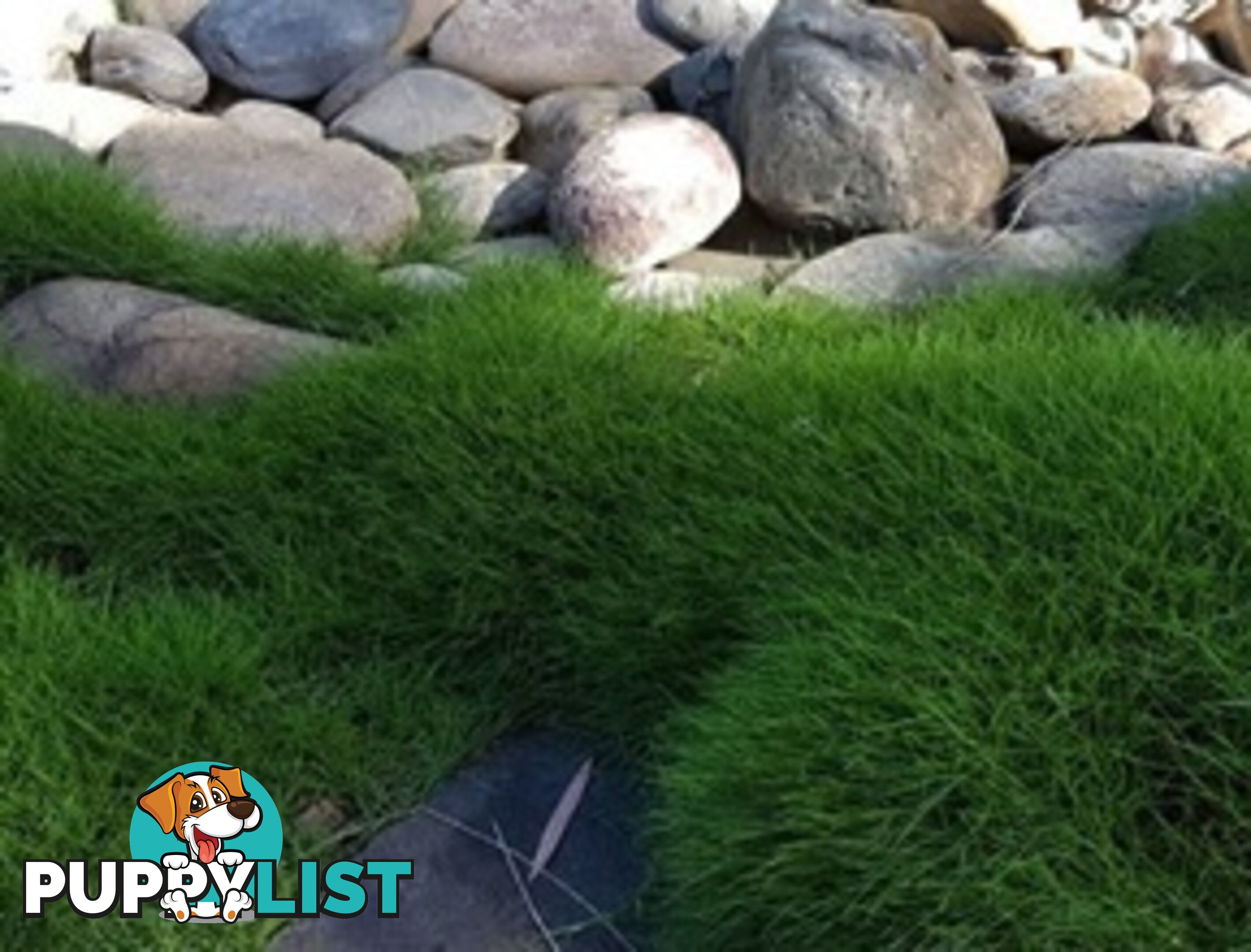 10 x 100mm Pots Zoysia Tenuifolia $89.00 (QLD Only) - Free Express Post