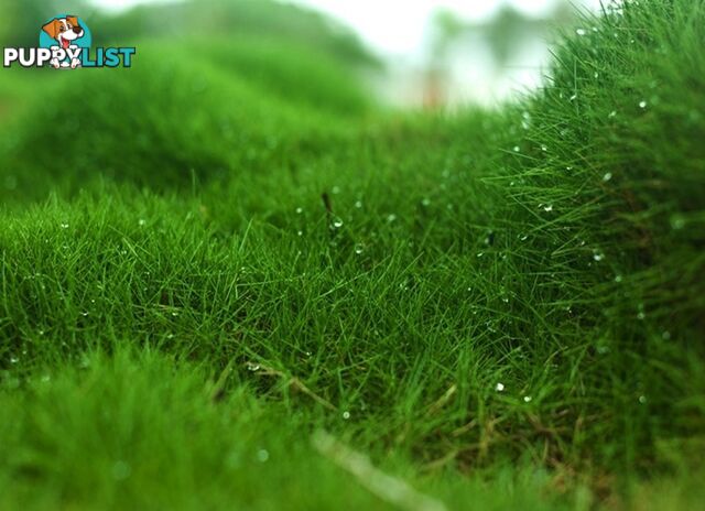 10 x 100mm Pots Zoysia Tenuifolia $89.00 (QLD Only) - Free Express Post