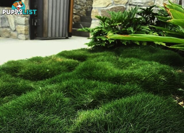 10 x 100mm Pots Zoysia Tenuifolia $89.00 (QLD Only) - Free Express Post