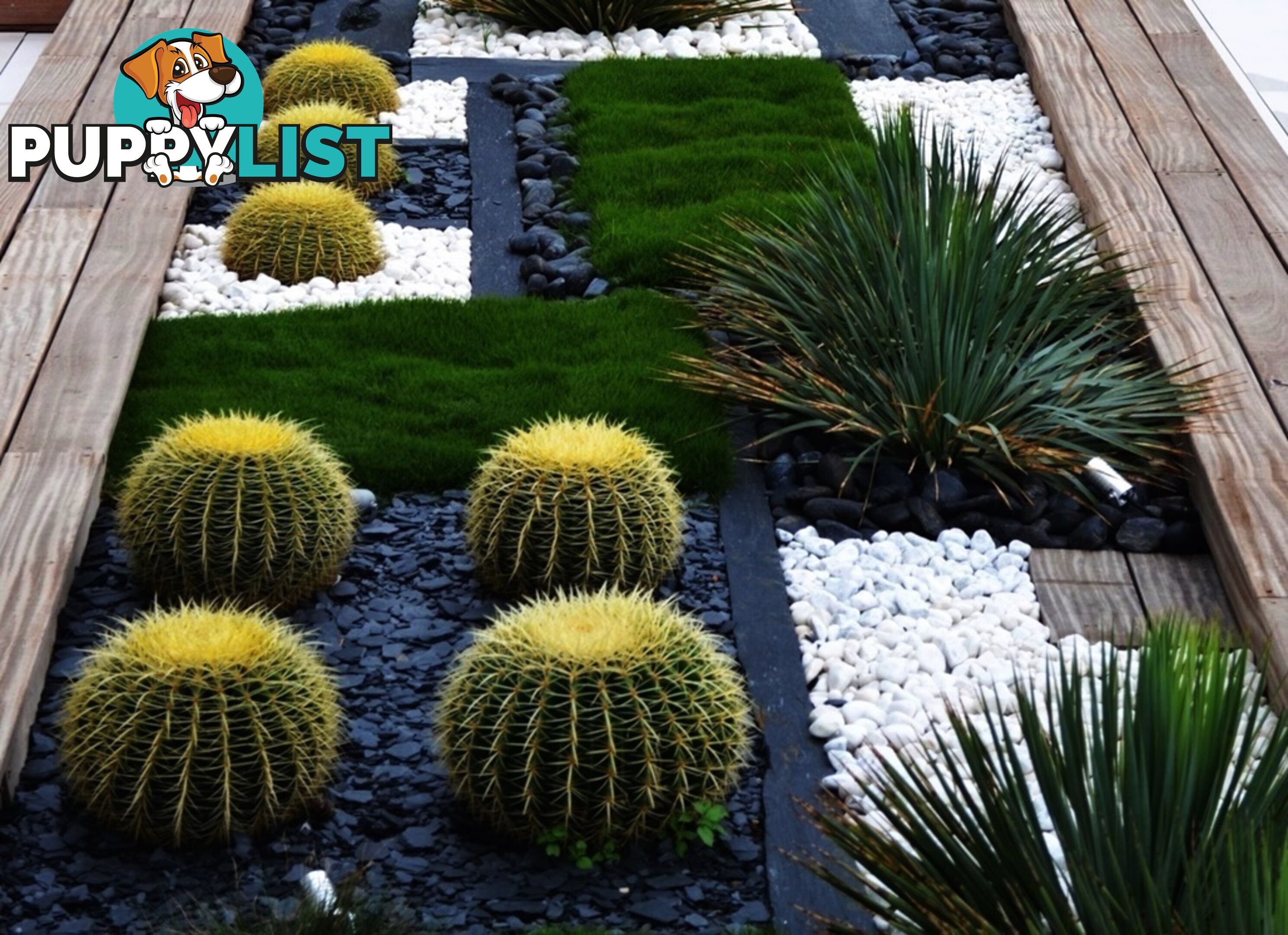 10 x 100mm Pots Zoysia Tenuifolia $89.00 (QLD Only) - Free Express Post