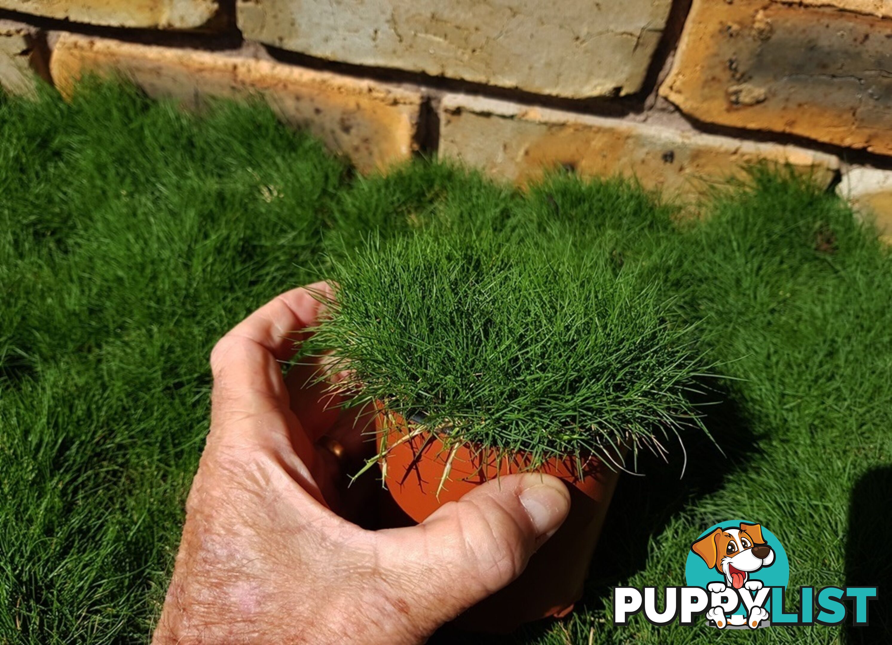 10 x 100mm Pots Zoysia Tenuifolia $89.00 (QLD Only) - Free Express Post