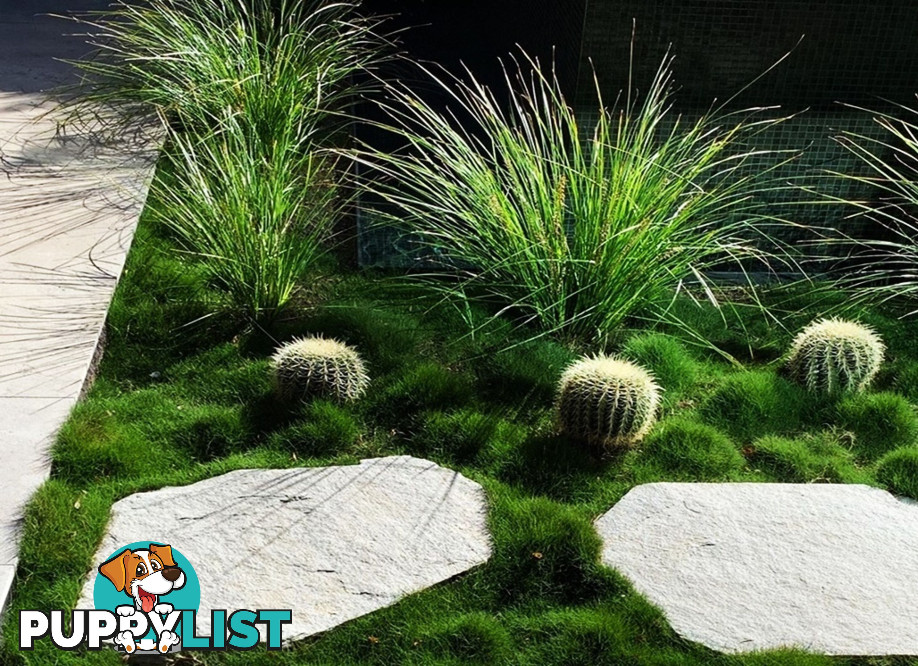 10 x 100mm Pots Zoysia Tenuifolia $89.00 (QLD Only) - Free Express Post