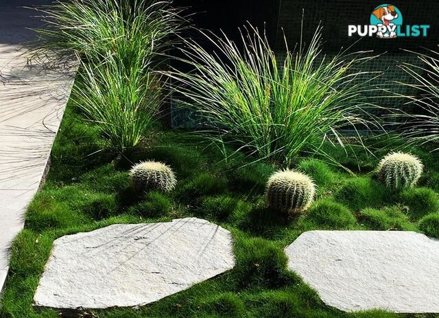 10 x 100mm Pots Zoysia Tenuifolia $89.00 (QLD Only) - Free Express Post