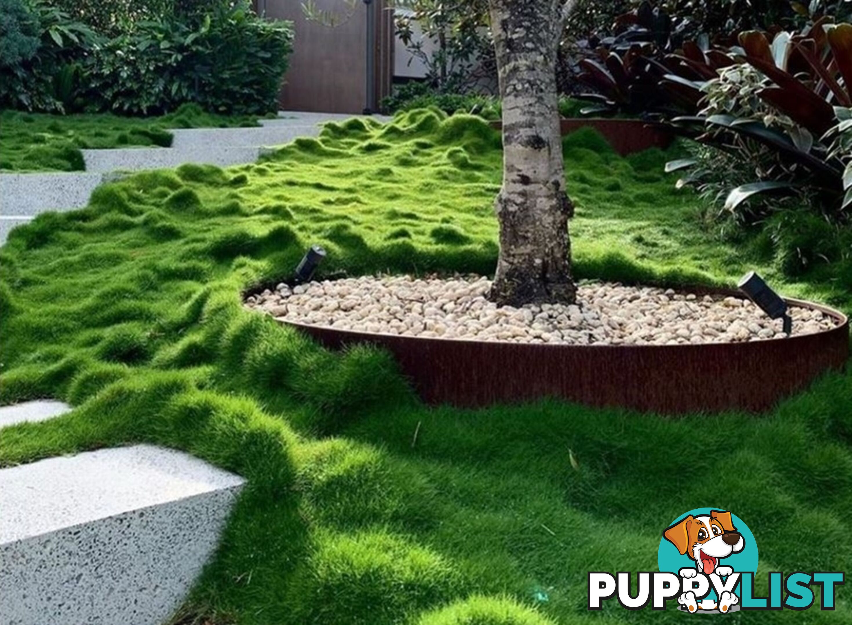 10 x 100mm Pots Zoysia Tenuifolia $89.00 (QLD Only) - Free Express Post