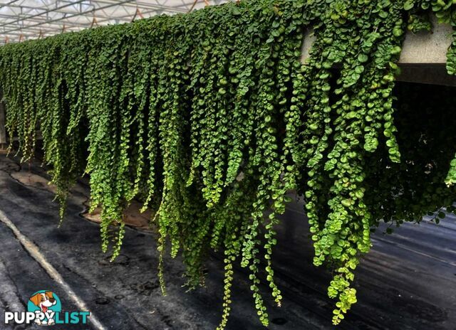 Dichondra Tiny Delight Trays - 330mm x 330mm - Free Delivery