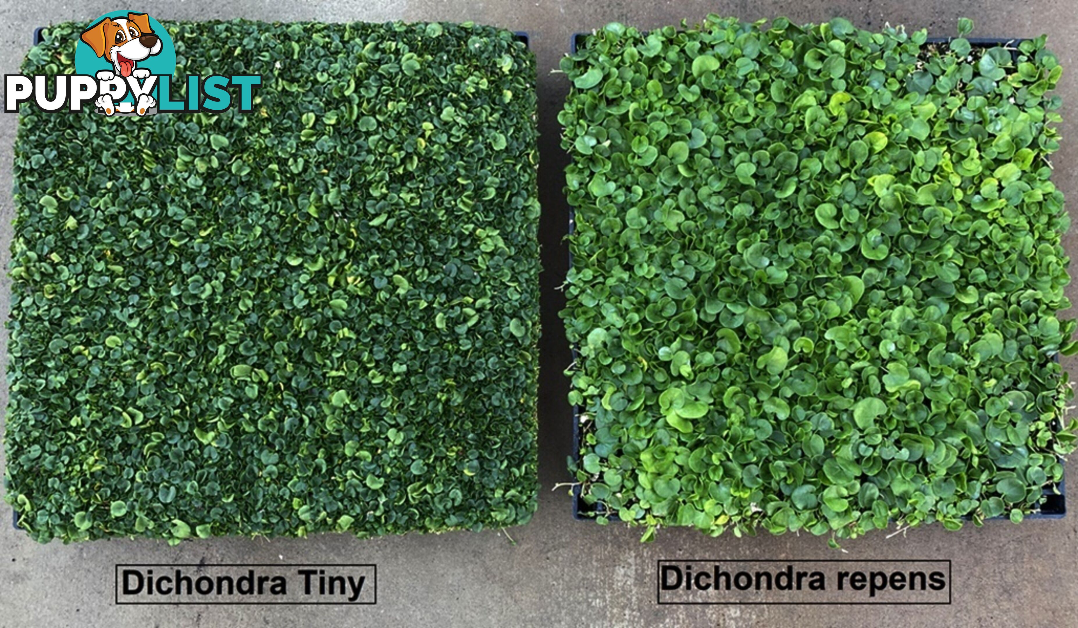 Dichondra Tiny Delight Trays - 330mm x 330mm - Free Delivery