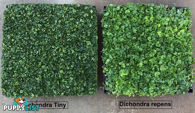 Dichondra Tiny Delight Trays - 330mm x 330mm - Free Delivery