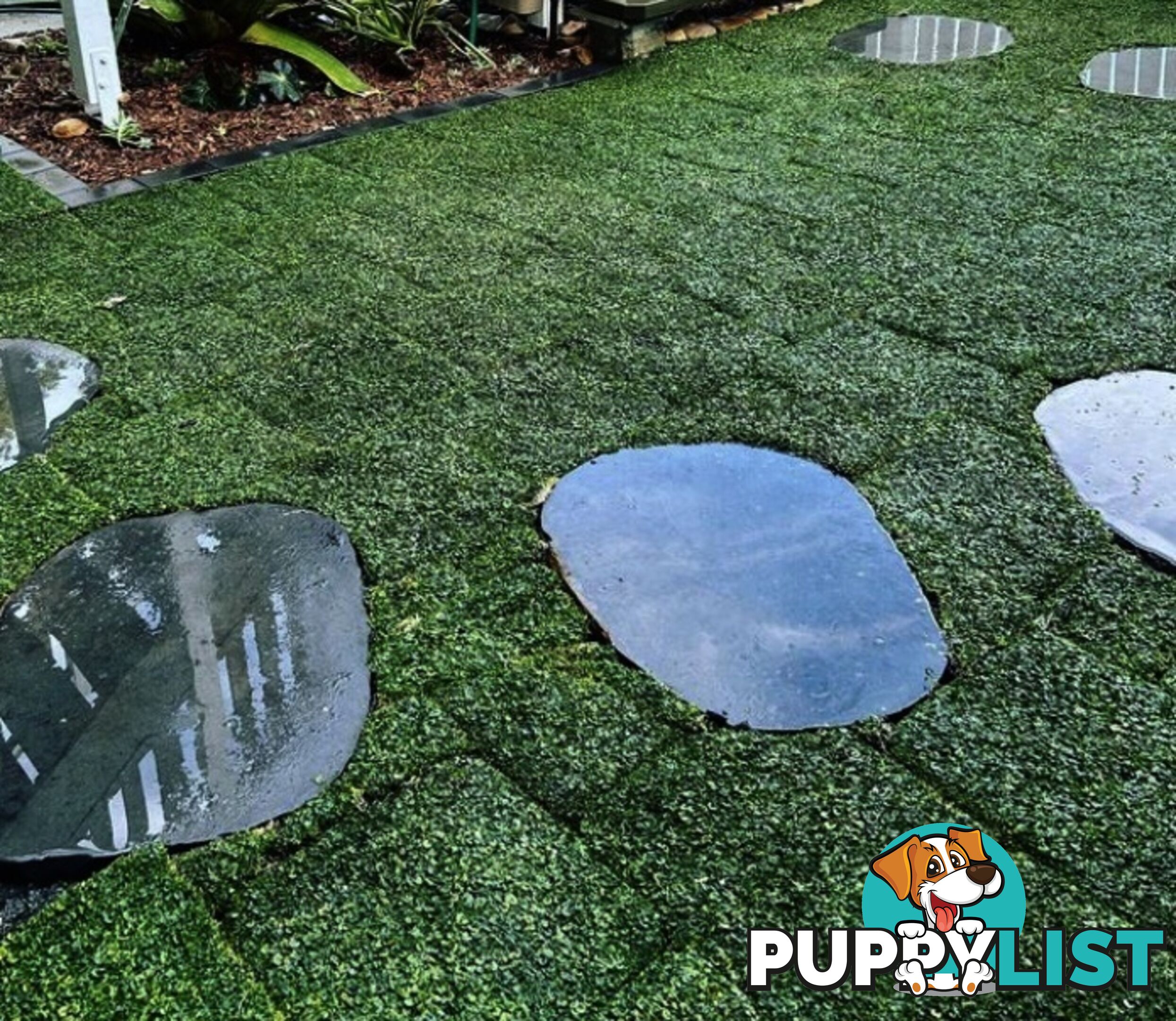 Dichondra Tiny Delight Trays - 330mm x 330mm - Free Delivery