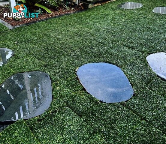 Dichondra Tiny Delight Trays - 330mm x 330mm - Free Delivery