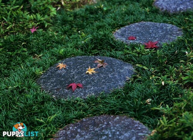 "Petting Grass" Special -  10 x 100mm pots - $70.00 including delivery