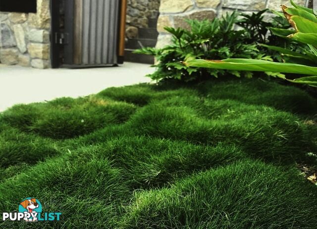 10 x Zoysia Tenuifolia Punnets (145mm x 65mm) QLD Only - Free Delivery