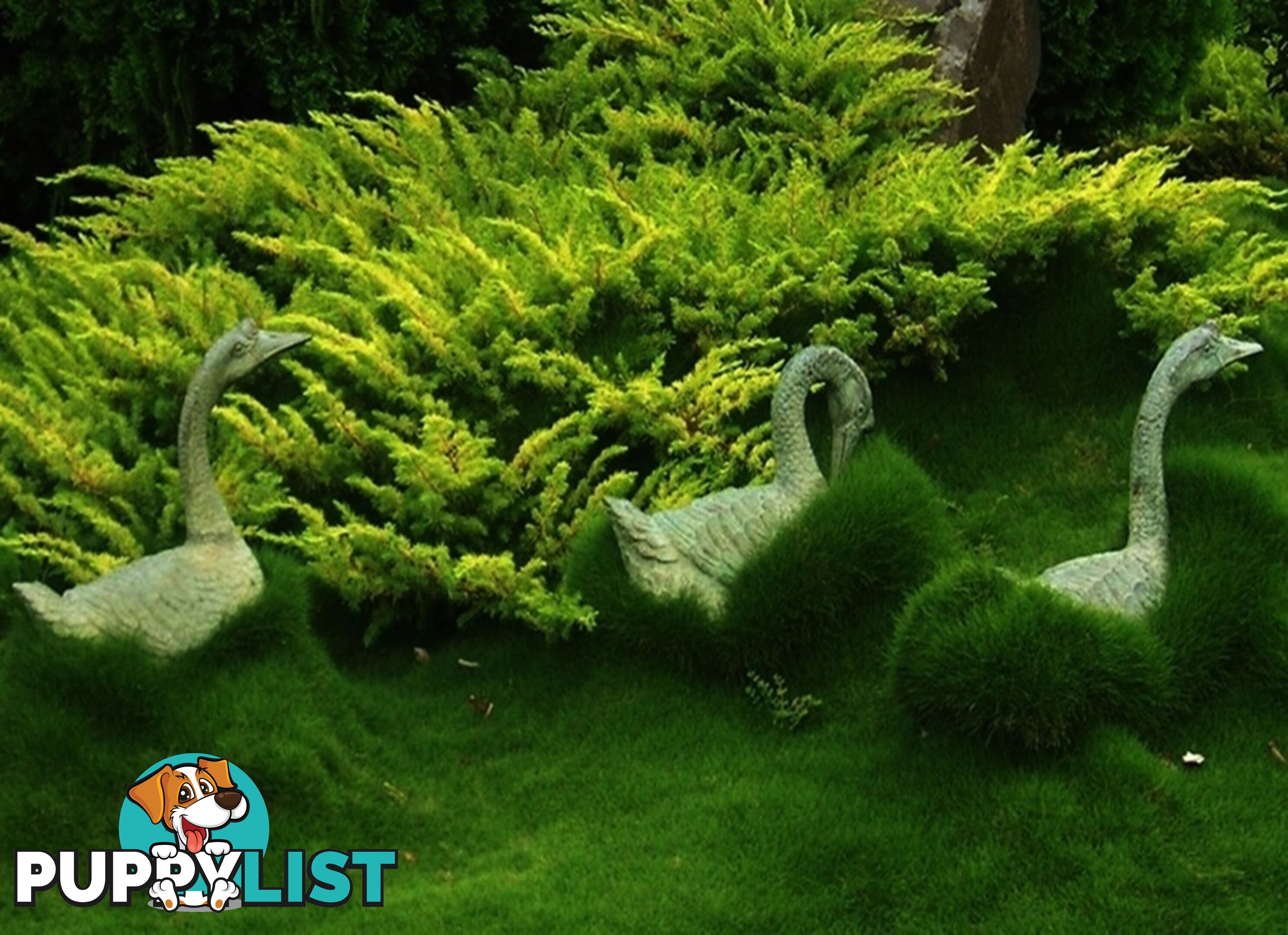 10 x Zoysia Tenuifolia Punnets (145mm x 65mm) QLD Only - Free Delivery