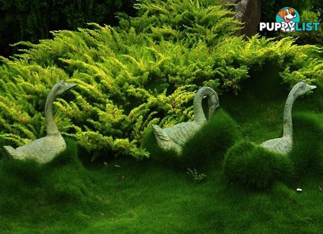 10 x Zoysia Tenuifolia Punnets (145mm x 65mm) QLD Only - Free Delivery