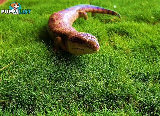 10 x Zoysia Tenuifolia Punnets (145mm x 65mm) QLD Only - Free Delivery