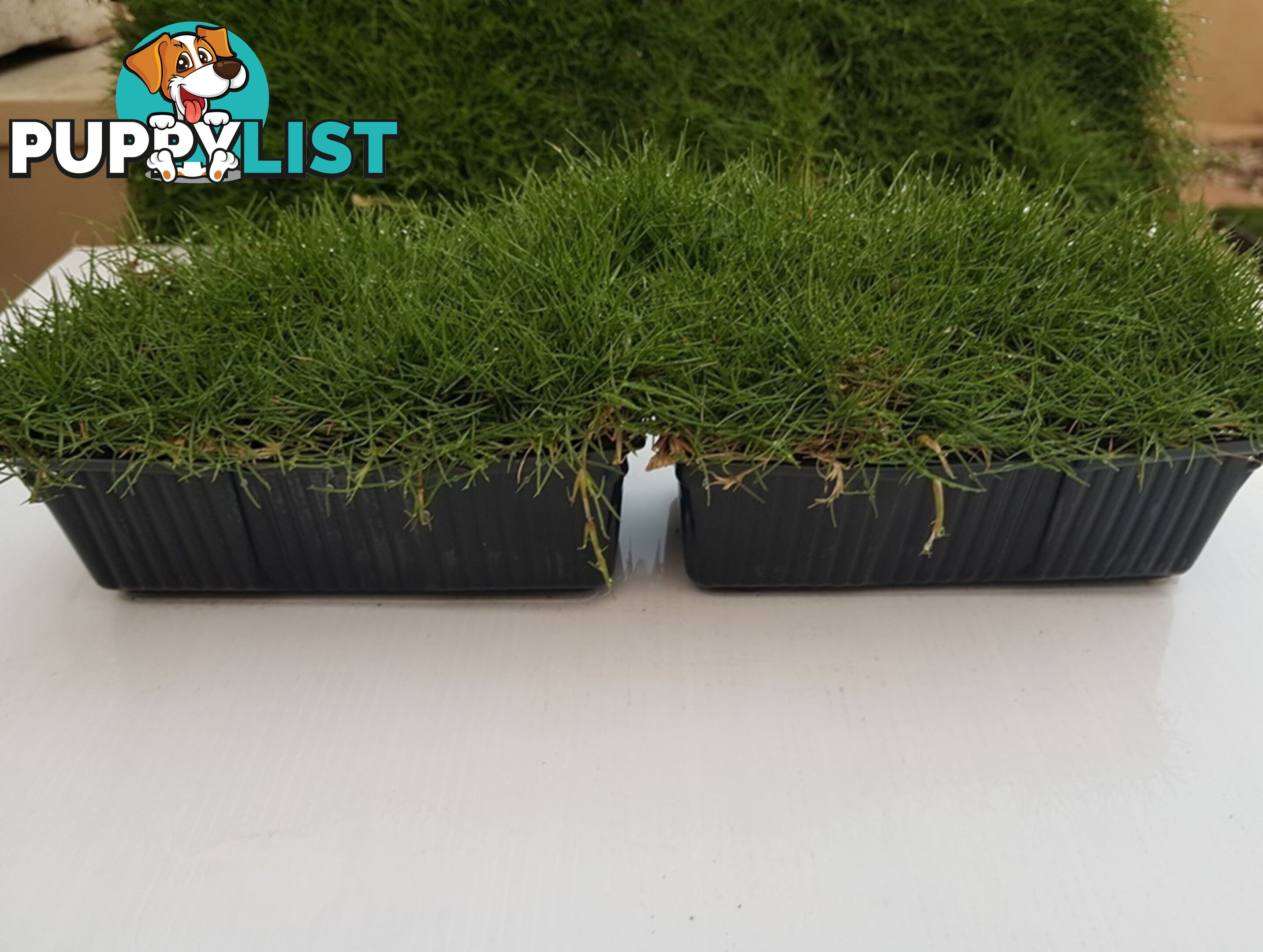 10 x Zoysia Tenuifolia Punnets (145mm x 65mm) QLD Only - Free Delivery