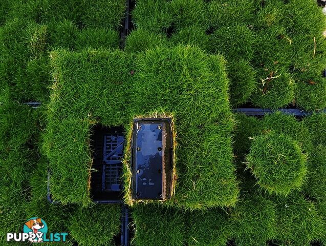 10 x Zoysia Tenuifolia Punnets (145mm x 65mm) QLD Only - Free Delivery