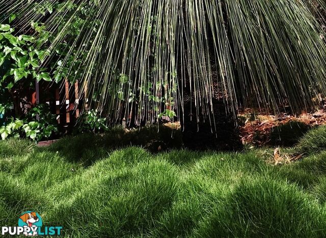 10 x Zoysia Tenuifolia Punnets (145mm x 65mm) QLD Only - Free Delivery
