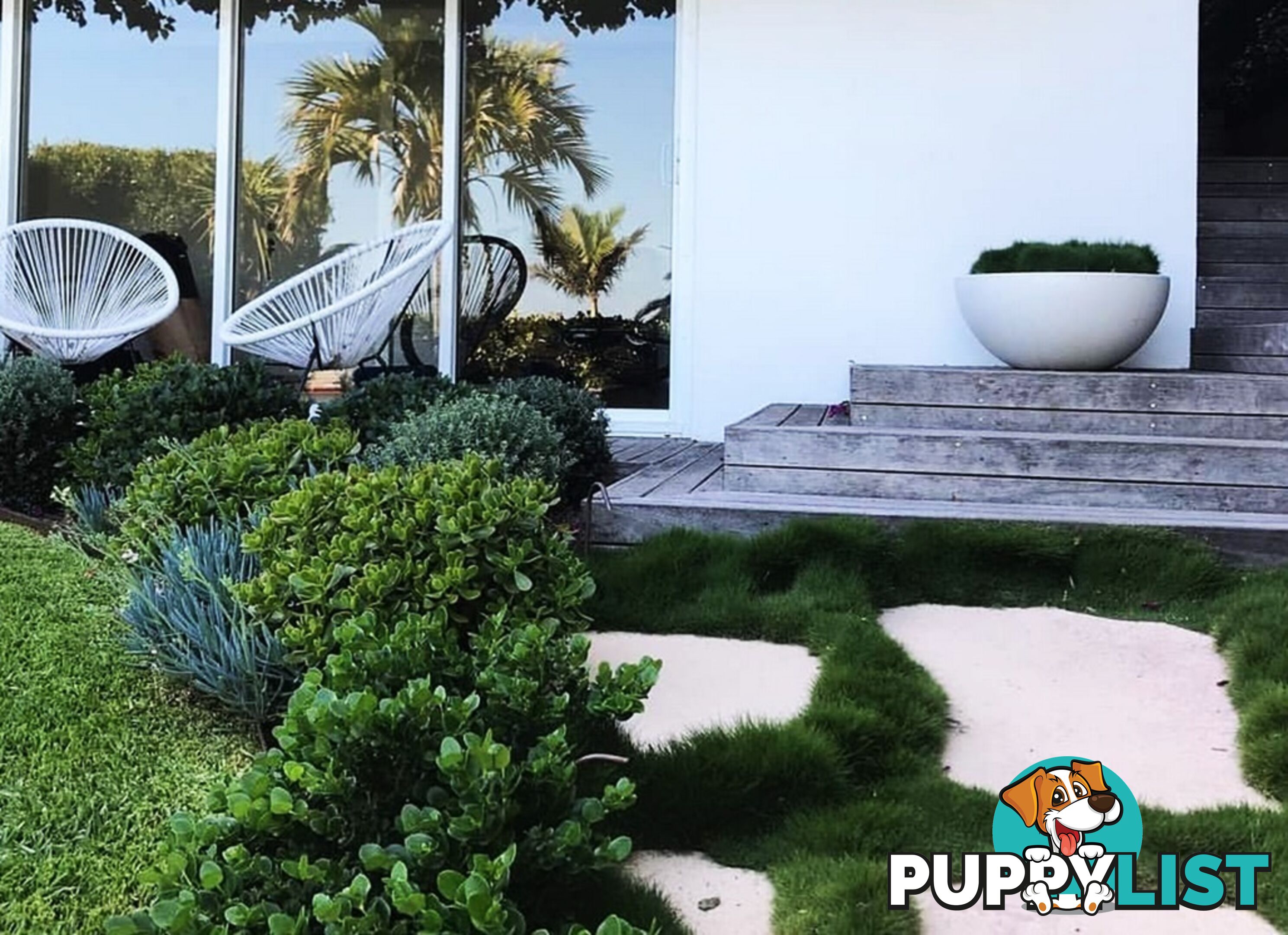 10 x Zoysia Tenuifolia Punnets (145mm x 65mm) QLD Only - Free Delivery