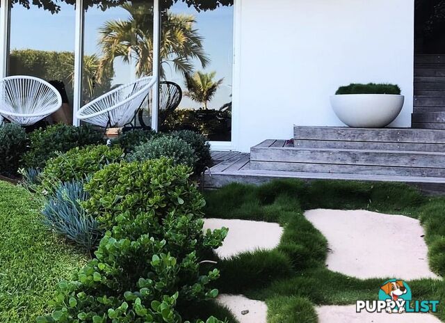 10 x Zoysia Tenuifolia Punnets (145mm x 65mm) QLD Only - Free Delivery