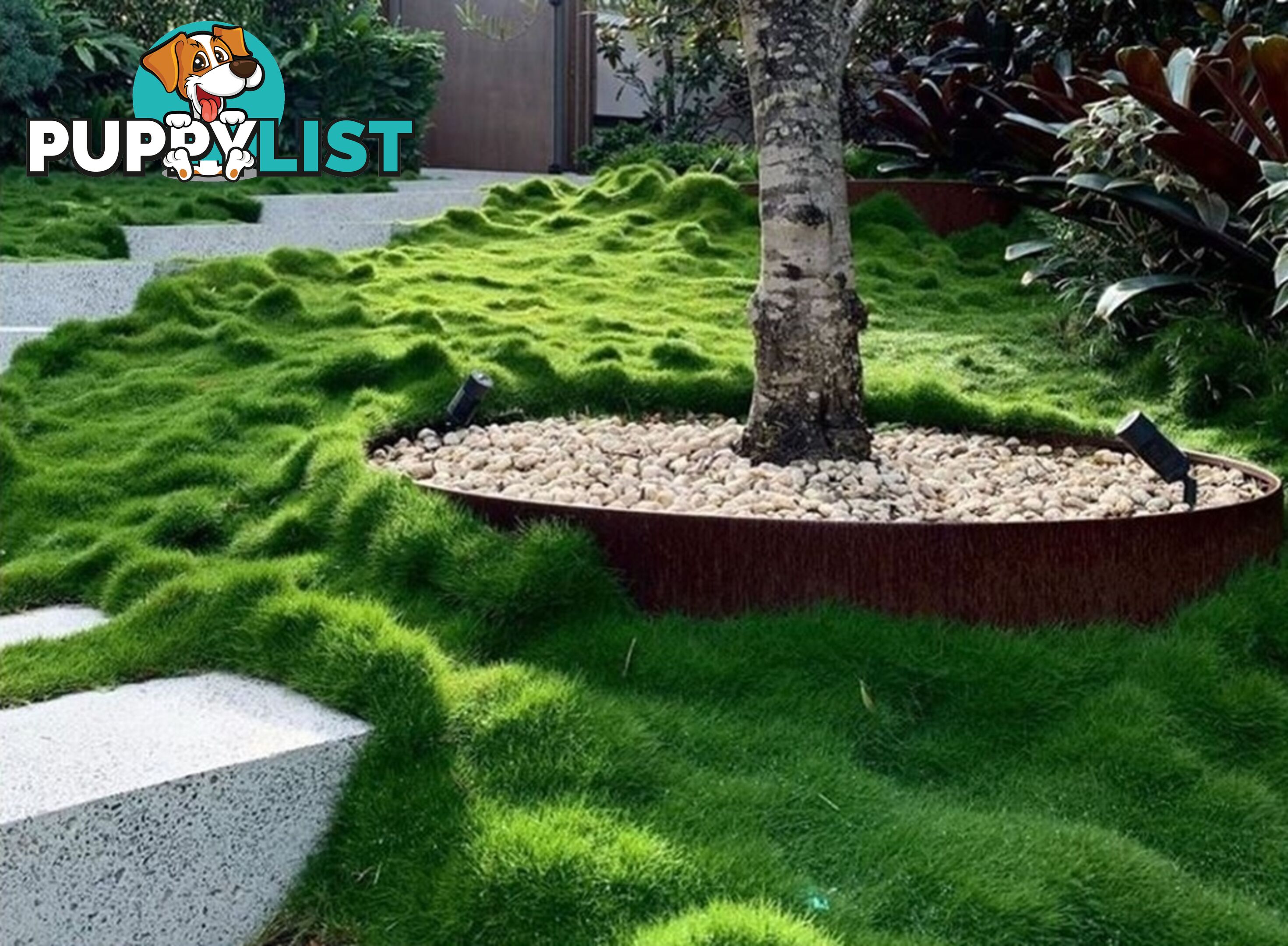 10 x Zoysia Tenuifolia Punnets (145mm x 65mm) QLD Only - Free Delivery
