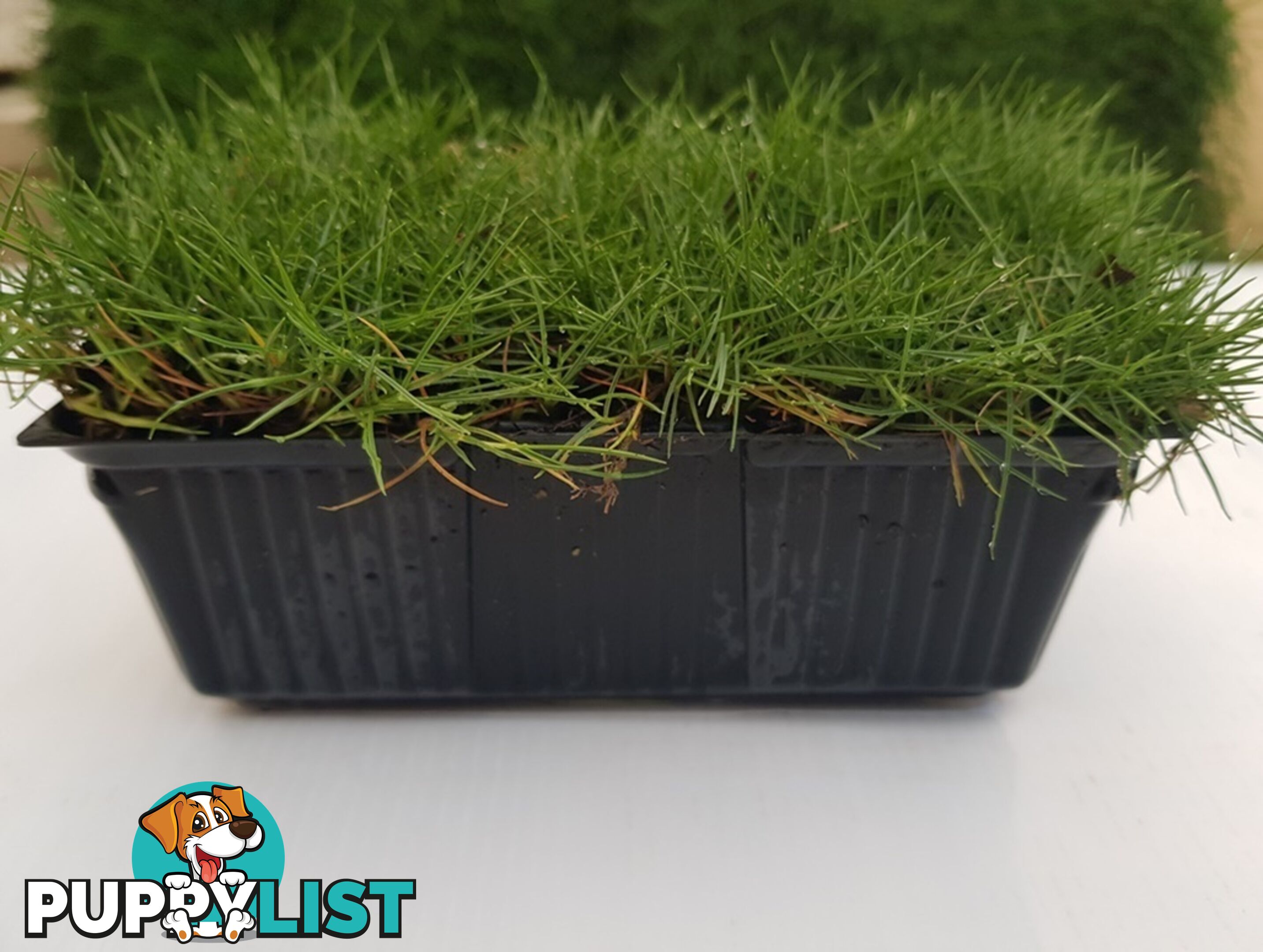 10 x Zoysia Tenuifolia Punnets (145mm x 65mm) QLD Only - Free Delivery