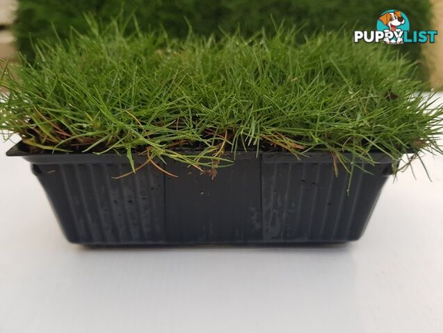 10 x Zoysia Tenuifolia Punnets (145mm x 65mm) QLD Only - Free Delivery