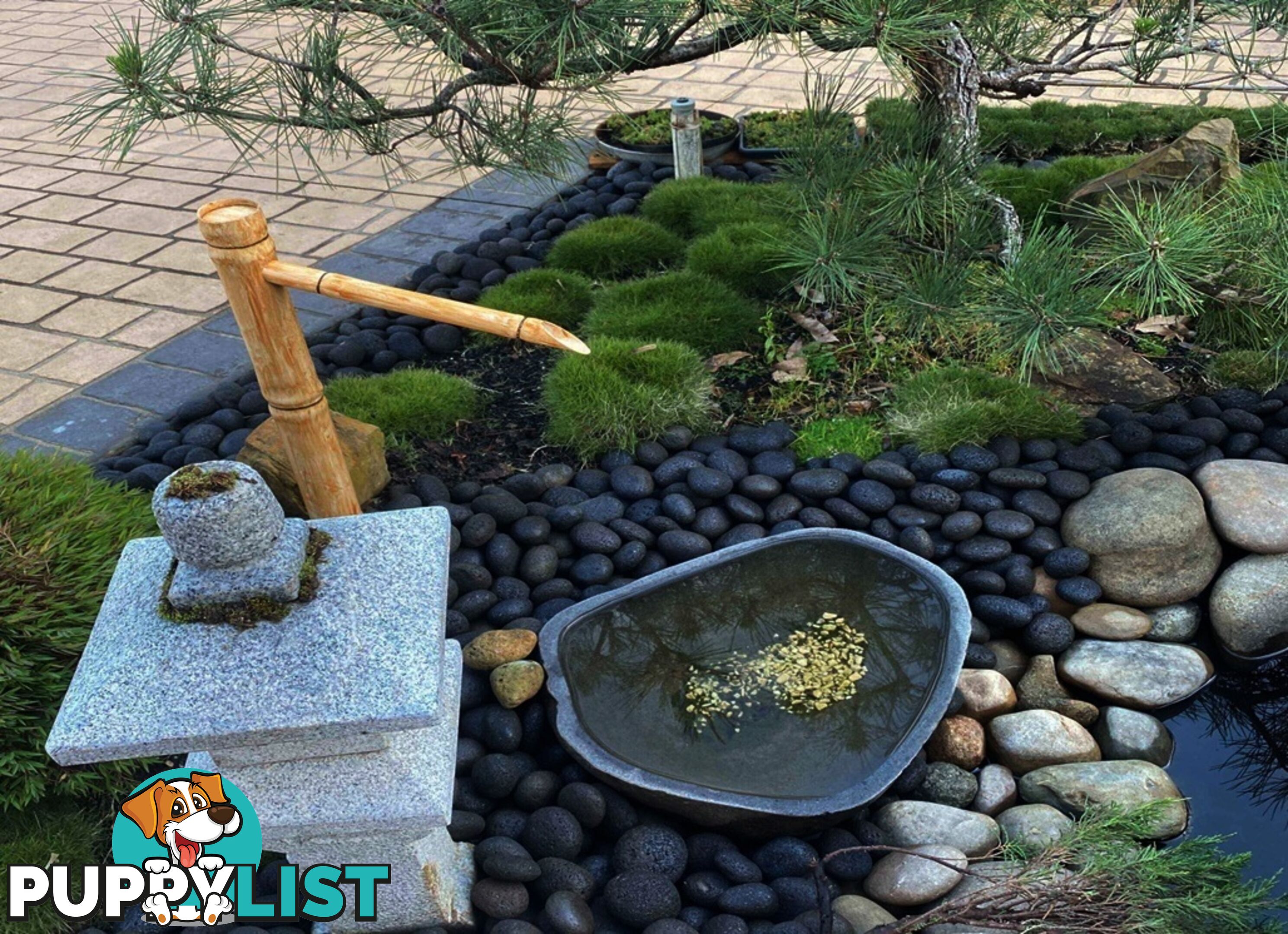 Special - No Mow Grass (Zoysia) 10 x 100mm pots - $70.00 free delivery