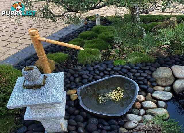 Special - No Mow Grass (Zoysia) 10 x 100mm pots - $70.00 free delivery