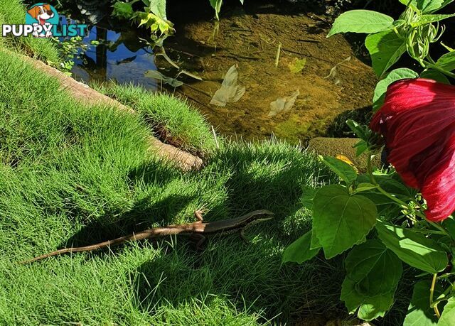 Special - No Mow Grass (Zoysia) 10 x 100mm pots - $70.00 free delivery