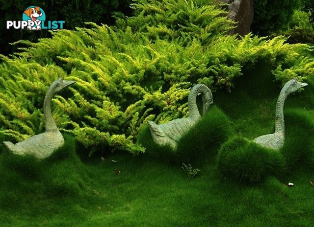 Special - No Mow Grass (Zoysia) 10 x 100mm pots - $70.00 free delivery