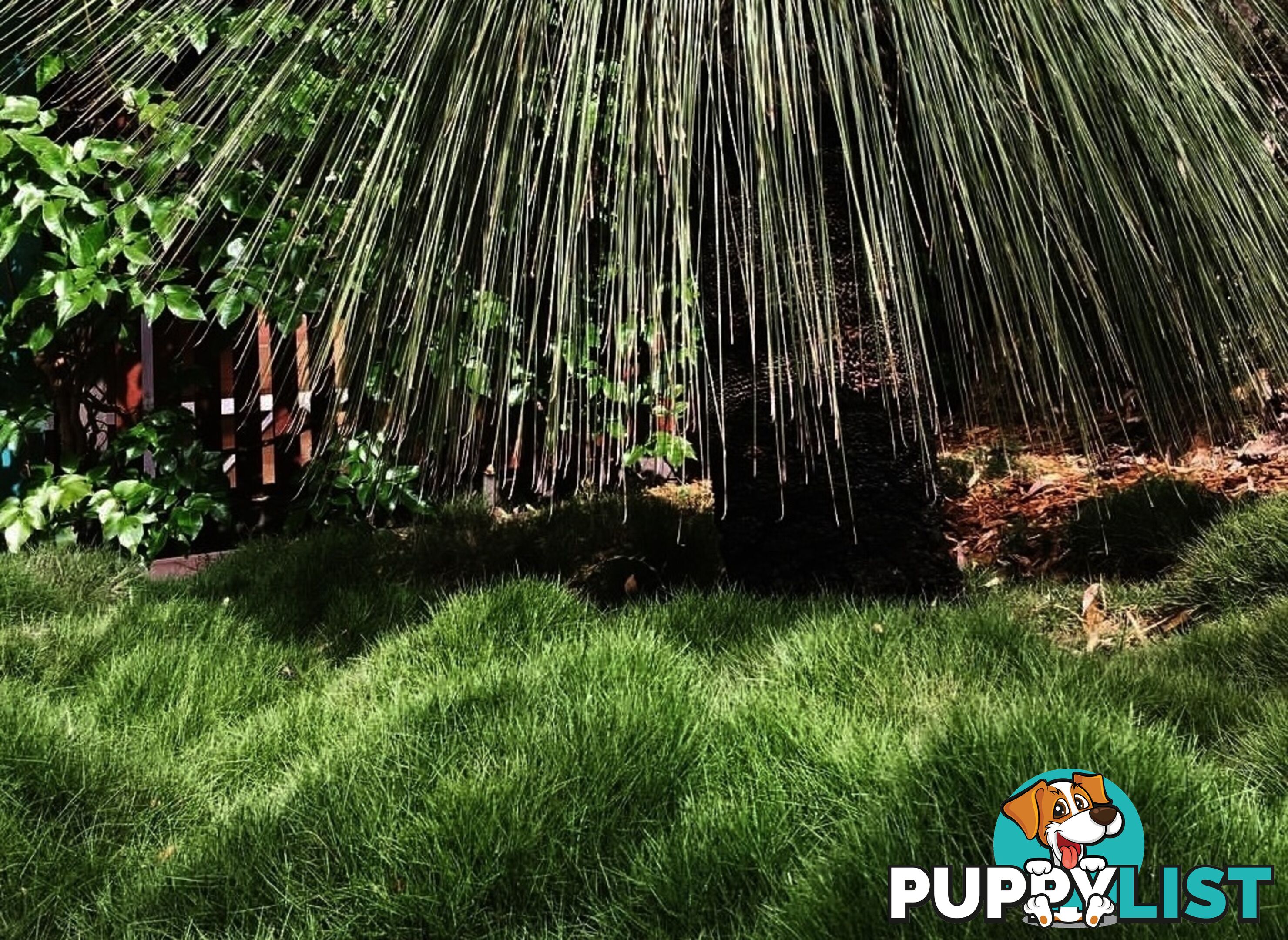 Special - No Mow Grass (Zoysia) 10 x 100mm pots - $70.00 free delivery