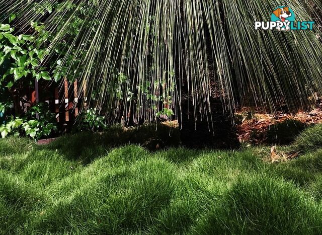 Special - No Mow Grass (Zoysia) 10 x 100mm pots - $70.00 free delivery