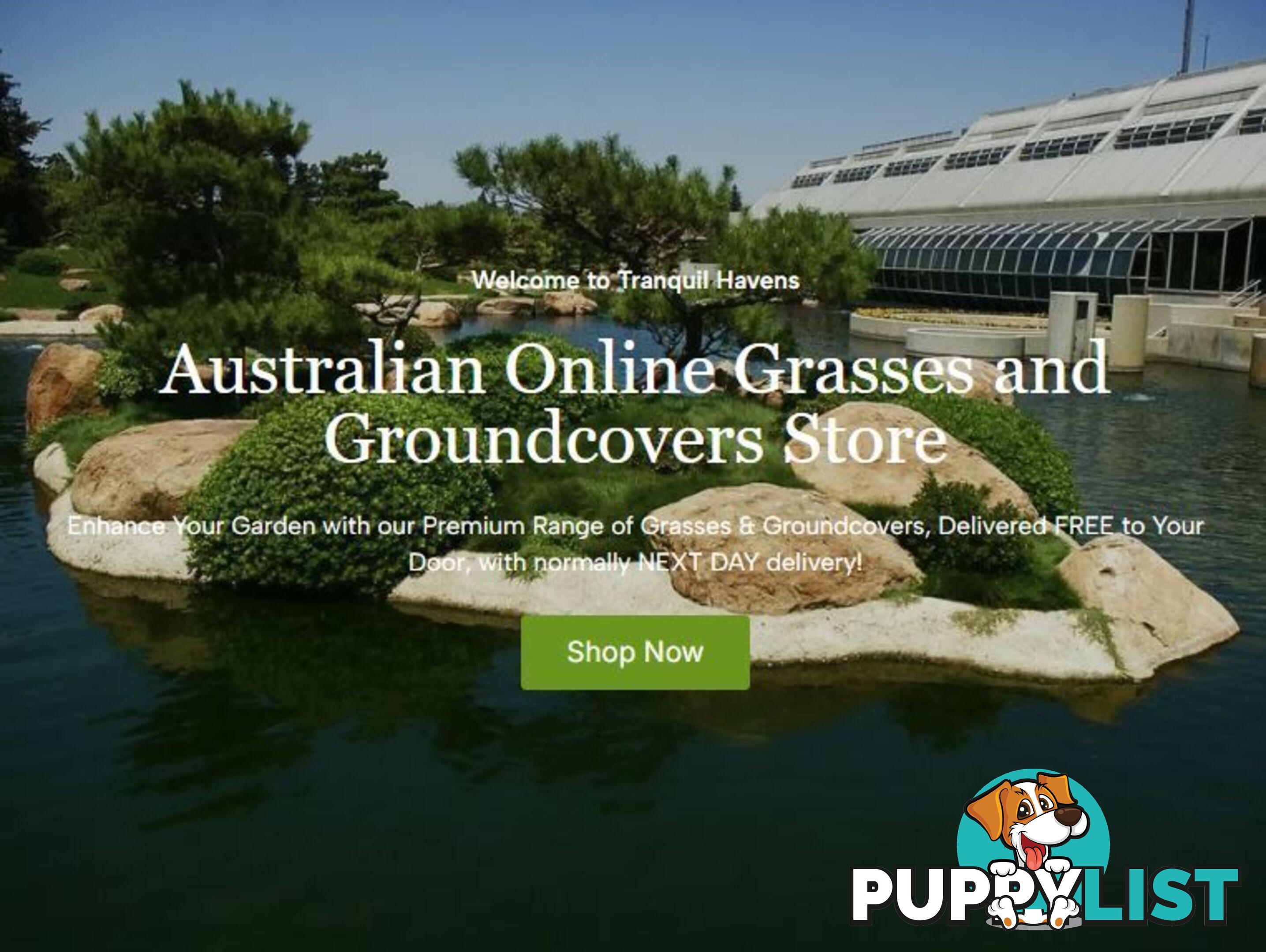 Special - No Mow Grass (Zoysia) 10 x 100mm pots - $70.00 free delivery