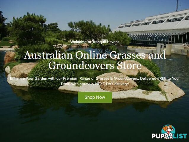 Special - No Mow Grass (Zoysia) 10 x 100mm pots - $70.00 free delivery