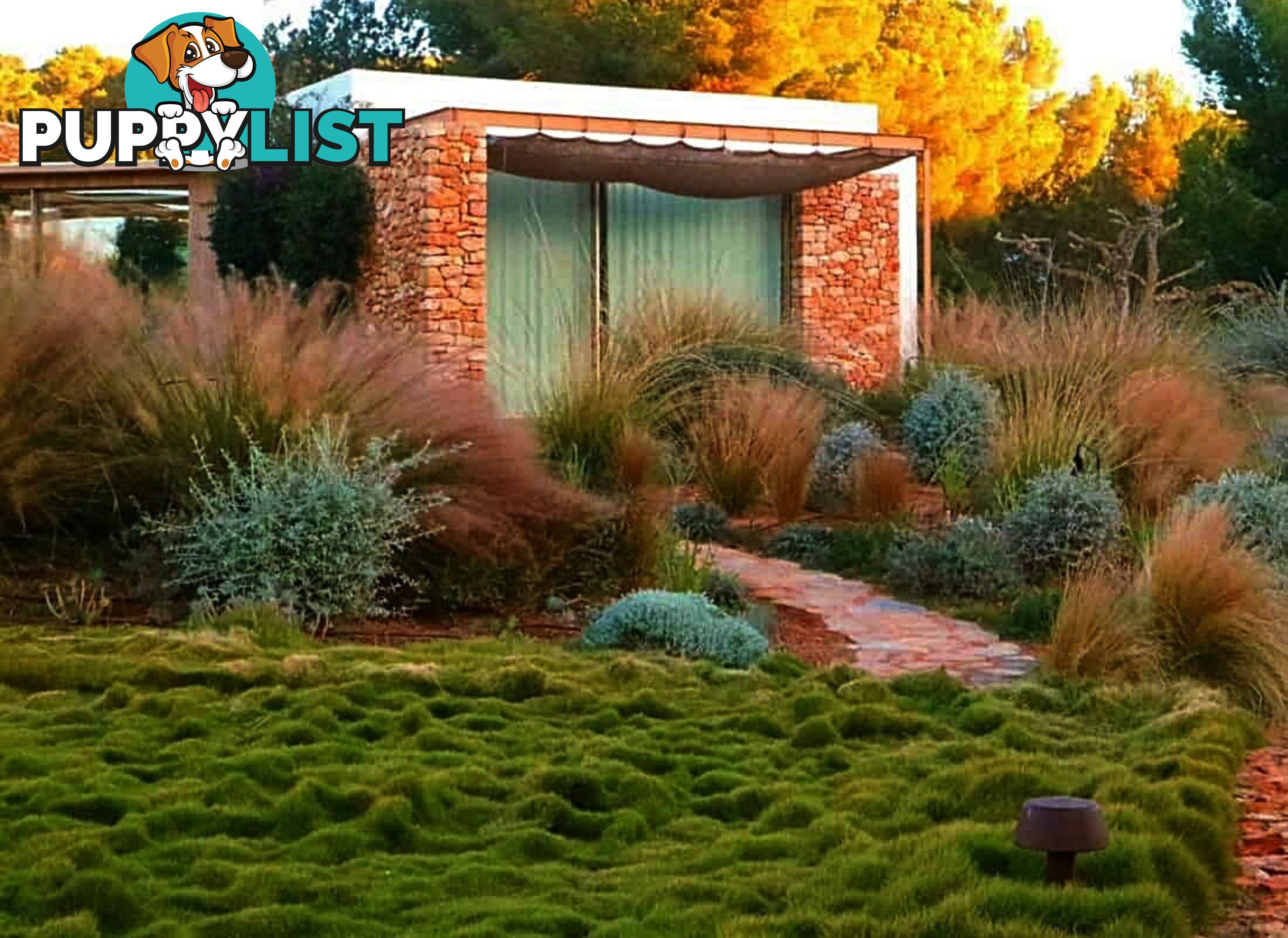 Special - No Mow Grass (Zoysia) 10 x 100mm pots - $70.00 free delivery