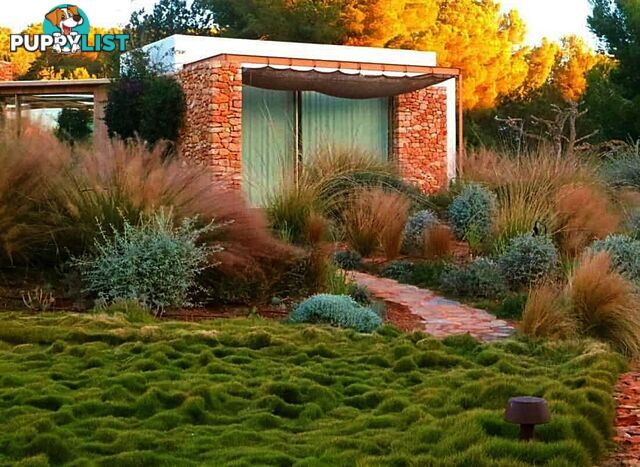 Special - No Mow Grass (Zoysia) 10 x 100mm pots - $70.00 free delivery