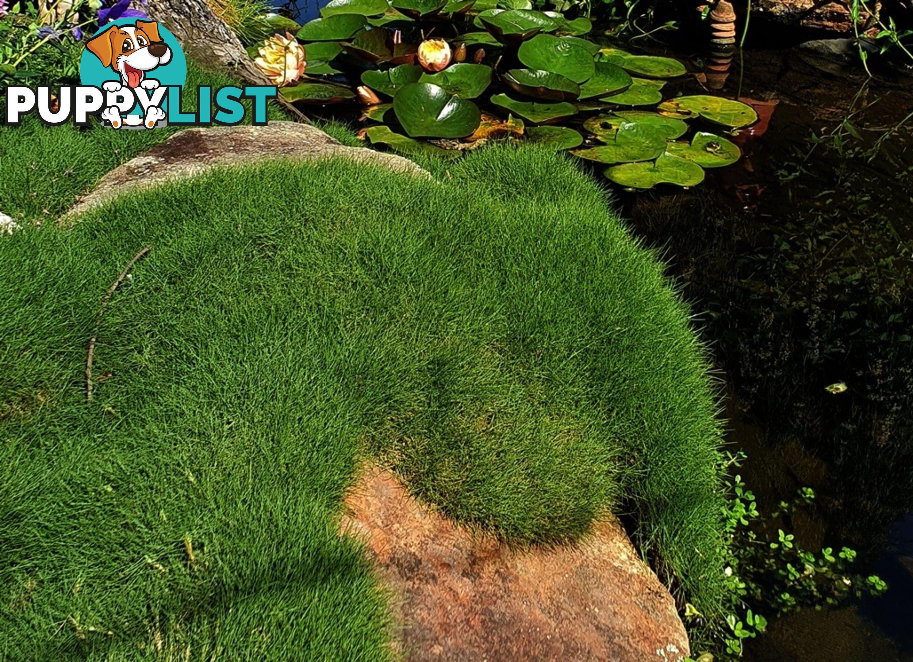 Special - No Mow Grass (Zoysia) 10 x 100mm pots - $70.00 free delivery
