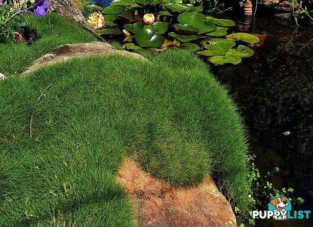 Special - No Mow Grass (Zoysia) 10 x 100mm pots - $70.00 free delivery