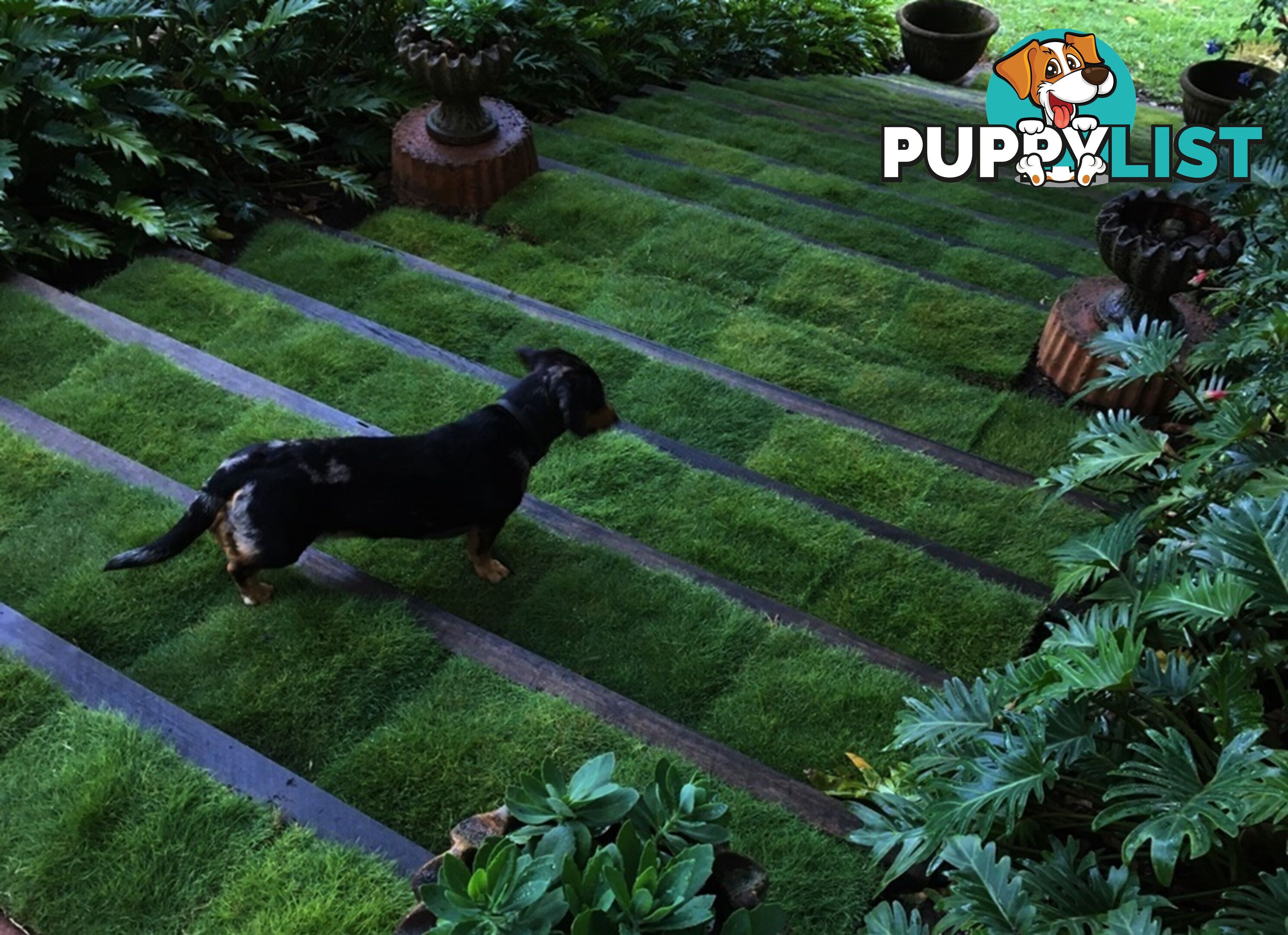 Special - No Mow Grass (Zoysia) 10 x 100mm pots - $70.00 free delivery