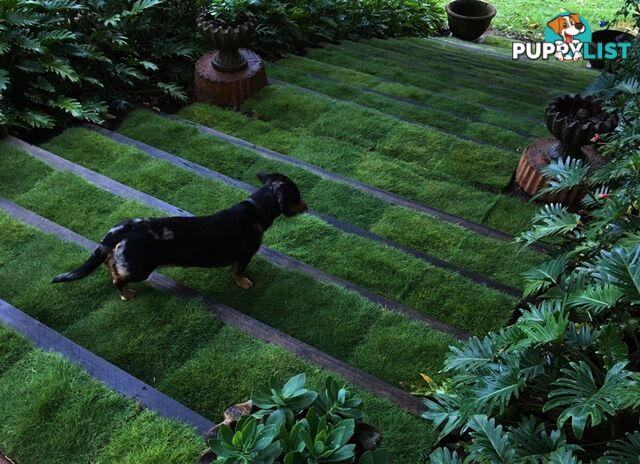 Special - No Mow Grass (Zoysia) 10 x 100mm pots - $70.00 free delivery