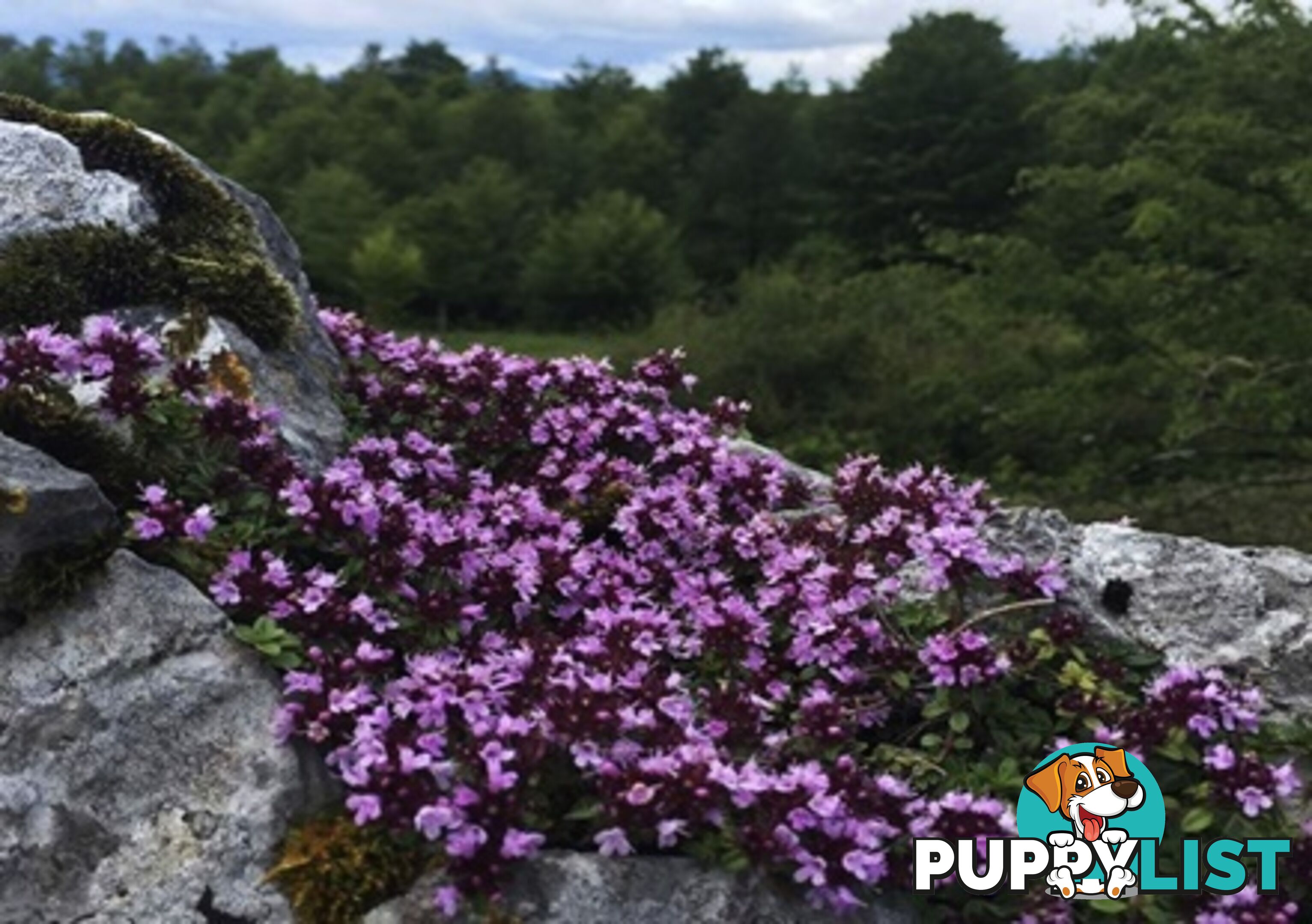 Thyme Magic Carpet Trays - Includes Free Express Postage $45.00