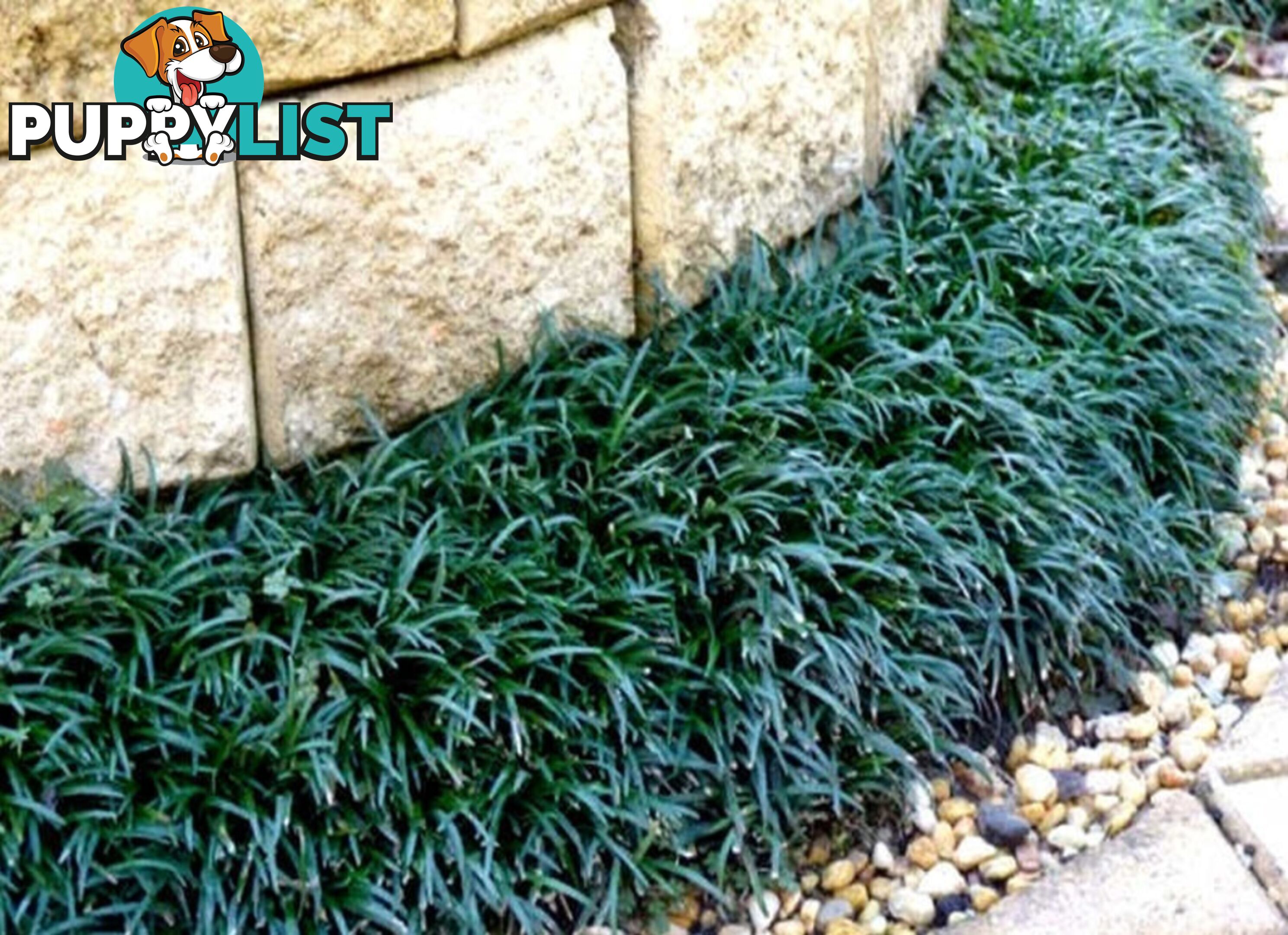 100 Mini or Dwarf Mondo Grass $80.00 Free Express Delivery