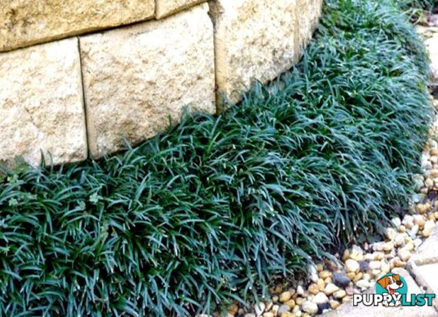 100 Mini or Dwarf Mondo Grass $80.00 Free Express Delivery