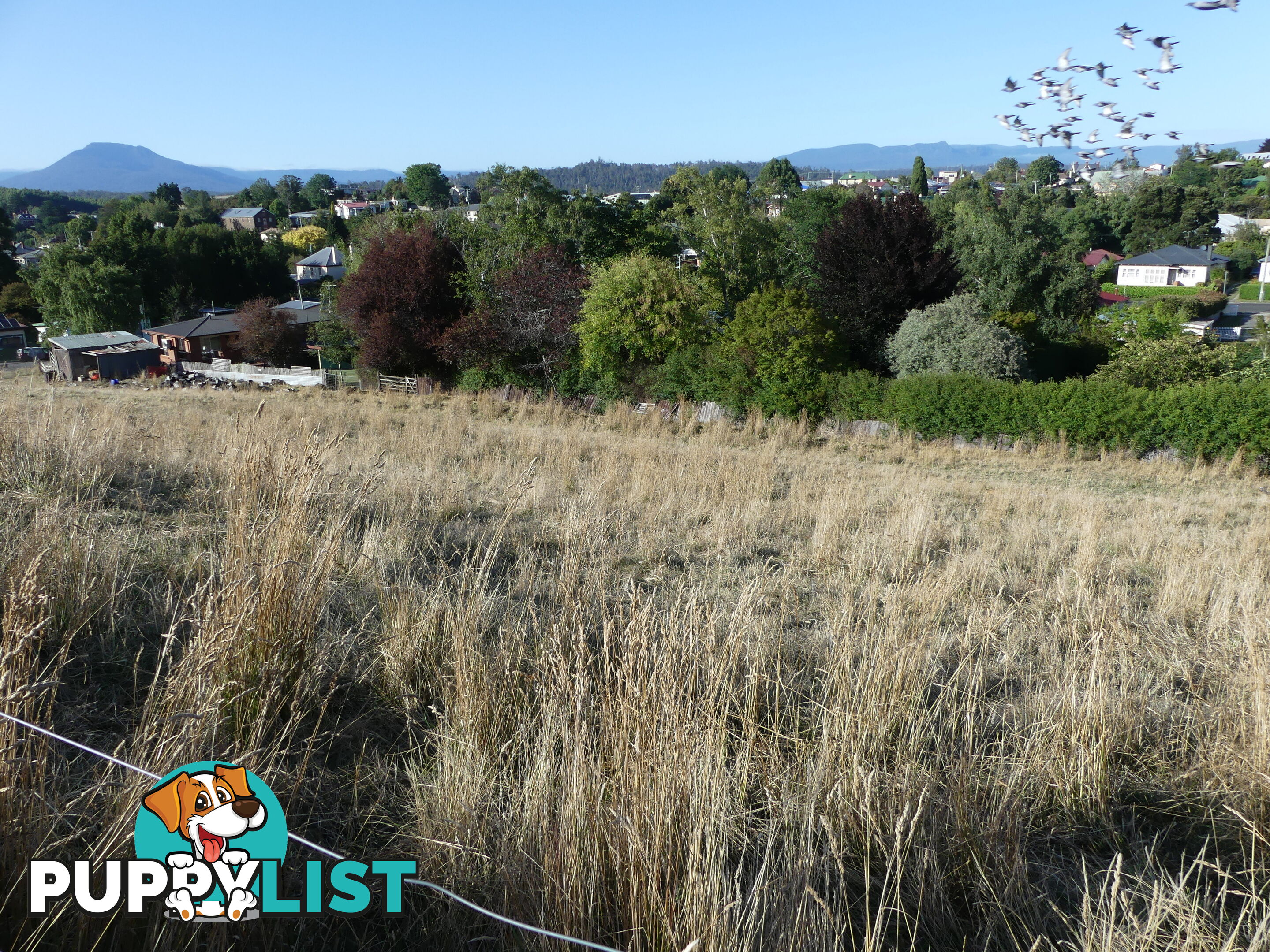 Lot 8 Westbury Place Deloraine TAS 7304