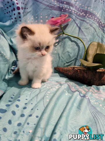 Pure ragdoll kittens female