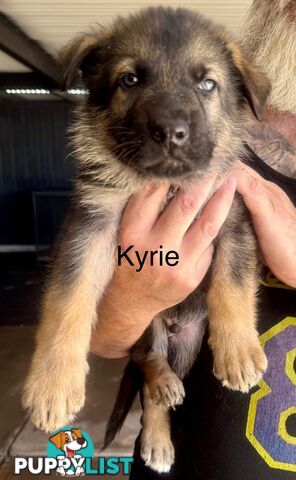 Stunning Pure bred working line German Shepherd Pups